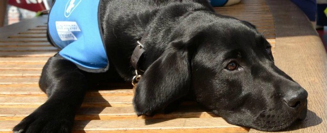 Disabili, cane guida rifiutato in hotel. Non c’è legge che ci tuteli dall’ignoranza