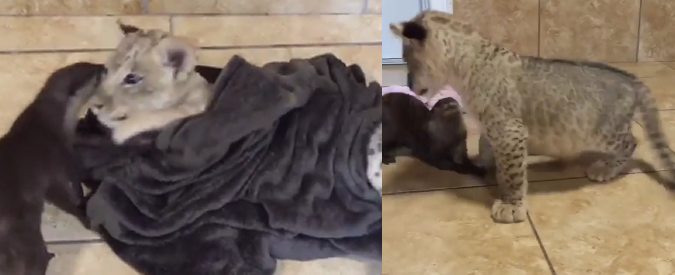 Copertina di Amicizie bestiali nello zoo di Miami: un cucciolo di leone gioca con un cucciolo di lontra