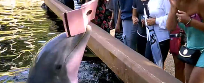 Copertina di Usa, furto tra le onde: delfino sbuca dall’acqua e agguanta l’iPad della turista