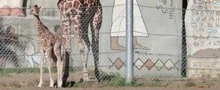 Copertina di Nuovo inquilino allo zoo di Detroit: è nato un cucciolo di giraffa di 75 chili