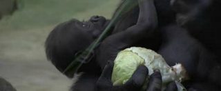 Copertina di Fiocco rosa allo Zoo di Mosca, mamma gorilla ha partorito il suo terzo cucciolo