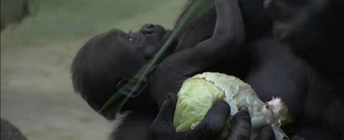 Copertina di Fiocco rosa allo Zoo di Mosca, mamma gorilla ha partorito il suo terzo cucciolo