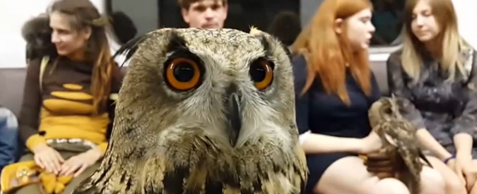 Copertina di “Non è l’Hogwarts Express di Harry Potter”: gufi e civette invadono il vagone di una metro a Mosca