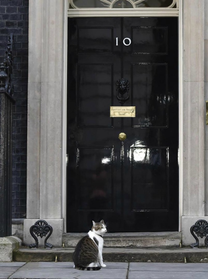 Downing Street, il gatto Larry ha un nemico: liti con il collega Palmerston. Chiamato un esperto