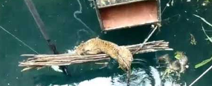 Copertina di India, leopardo cade in un pozzo a cielo aperto e viene salvato da alcuni volontari