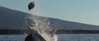Copertina di Ecuador, l’orca “gioca” con la tartaruga marina lanciandola in aria, ma il motivo è molto più serio