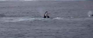Copertina di Australia, la battaglia fra cetacei è spettacolare: branco di orche attacca famiglia di megattere
