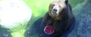 Copertina di Roma, al bioparco frutta fresca per gli animali. E gli orsi vanno pazzi per il cocomero