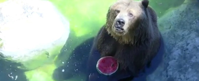 Copertina di Roma, al bioparco frutta fresca per gli animali. E gli orsi vanno pazzi per il cocomero