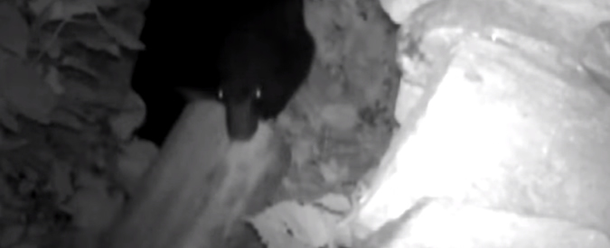 Copertina di “Come nei cartoni animati”: un orso “pizzicato” a rubare il miele da un alveare