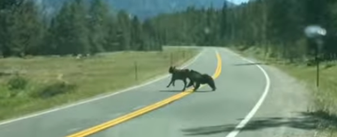 Copertina di Usa, automobilista filma un grizzly che insegue un vitello per poi sbranarlo