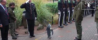 Copertina di Pinguino nominato colonnello di brigata dalla Guardia Reale norvegese. La sua reazione