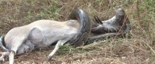 Copertina di L’antilope (morta) batte il pitone. Il serpente tenta di ingoiarsi la preda ma si buca con le corna