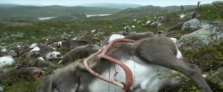 Copertina di Norvegia, 323 renne morte durante un temporale. “Forse uccise da un solo fulmine”