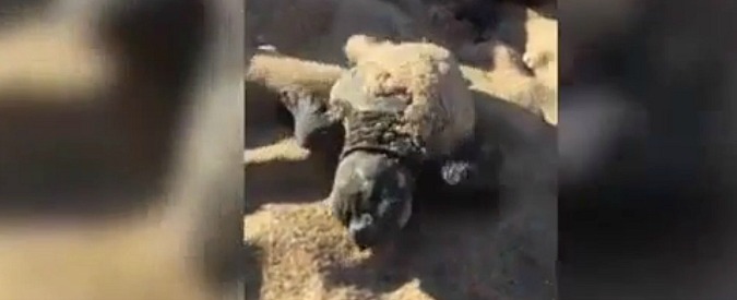 Copertina di Menfi, le uova di tartaruga si schiudono tra i bagnanti. Lo spettacolo è mozzafiato