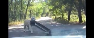 Copertina di Tigre attacco un’auto e stacca il paraurti. E’ lo stesso parco in Cina dove è stata sbranata una donna