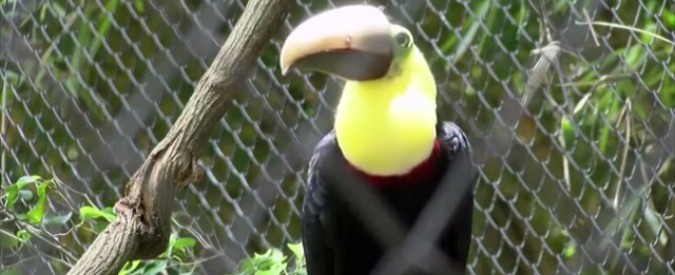 Copertina di Costa Rica, nuovo becco per un tucano grazie alla stampante 3D: a romperglielo dei ragazzini