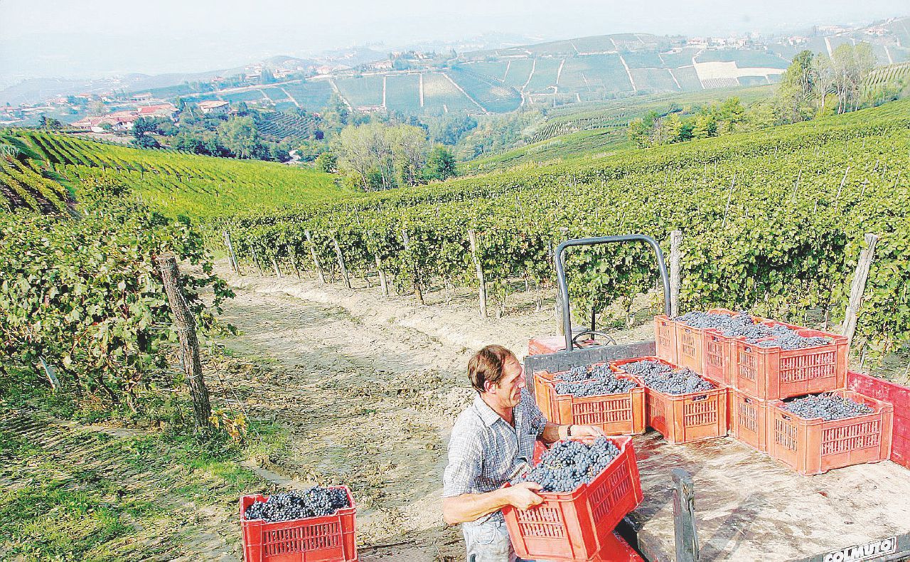 Paradiso - Le colline del Piemonte, dal Monferrato alle Langhe, eccellenza mondiale Vignaioli del ruché contro il motocross fra vigneti e cantine