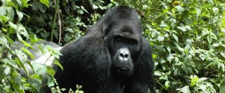 Copertina di Panda non più a rischio estinzione, ma i gorilla ora sono a un passo dalla sparizione