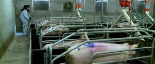 Copertina di Industria carne, Parlamento Ue dice no al taglio dei finanziamenti. E la Lombardia ‘protegge’ gli allevamenti intensivi