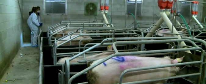 Industria carne, Parlamento Ue dice no al taglio dei finanziamenti. E la Lombardia ‘protegge’ gli allevamenti intensivi