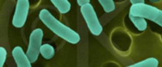 Copertina di Antibiotico-resistenza, i dati dell’Oms: “500mila casi di infezioni, dalla e.coli allo stafilococco aureo”