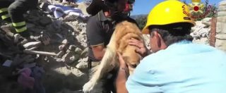 Copertina di Terremoto, Romeo per dieci giorni sotto le macerie: cane in salvo ad Amatrice