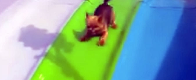 Copertina di Cane Gipsy “in loop” sullo scivolo del parco: boom di visualizzazioni su Facebook