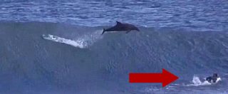 Copertina di Australia, delfino sbuca fuori dall’acqua e colpisce la tavola del giovane surfista