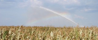 Copertina di Prezzo del mais, Coldiretti attacca: “Quello nazionale di qualità quotato meno di quello extracomunitario”