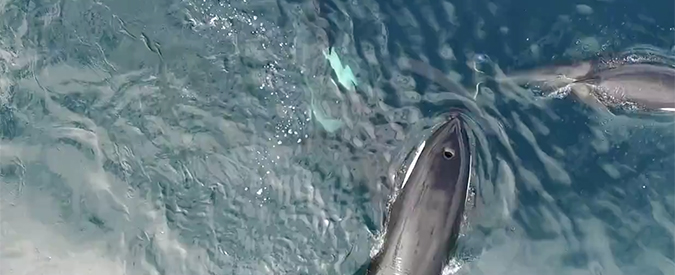 Copertina di Filmata per la prima volta la tecnica di caccia delle orche: le prede vengono distribuite equamente