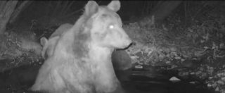 Copertina di Trentino, il bagno notturno di una coppia orsi. Le immagini catturate dalla fototrappola