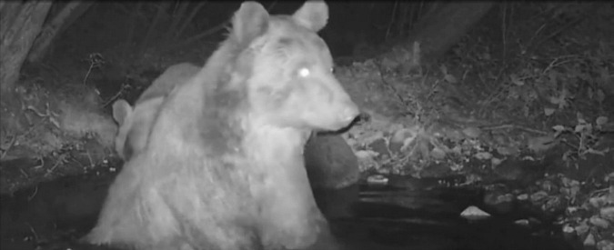 Copertina di Trentino, il bagno notturno di una coppia orsi. Le immagini catturate dalla fototrappola