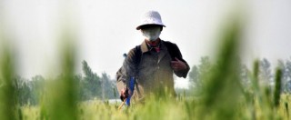 Copertina di Pesticidi, nuovo piano per ridurli procede nell’ombra mentre ‘mancano controlli e dati’. E studio rivela danni del glifosato