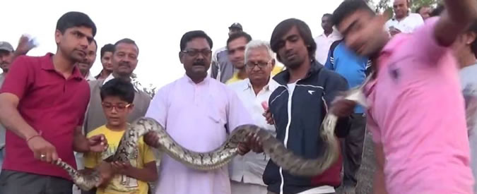 Copertina di In posa per fare il selfie col pitone: ma l’animale lo morde. Il video dall’India