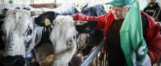 Copertina di Quote latte, l’Ue condanna l’Italia: “Ha pagato 1,3 miliardi di multe invece di riscuoterli dai produttori”