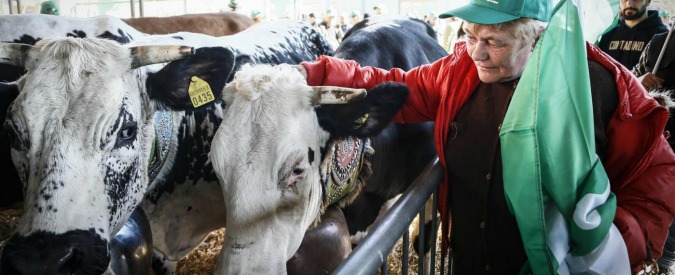Quote latte, l’Ue condanna l’Italia: “Ha pagato 1,3 miliardi di multe invece di riscuoterli dai produttori”