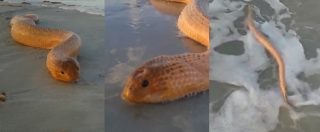 Copertina di Serpente marino gigante: il video dell’olive-brown sea snake dell’Australia