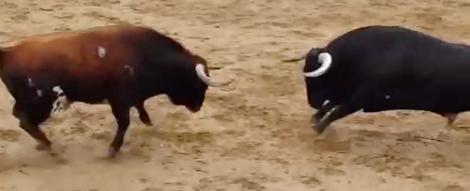 Copertina di Scontro frontale tra due tori destinati alla corrida. Il violento impatto li uccide all’istante