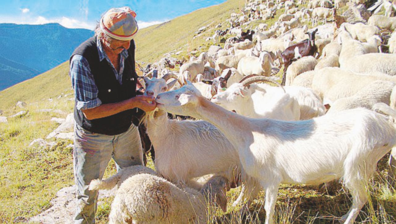 Copertina di 2036, licenza di cucinare. Il Salone del Gusto a Torino