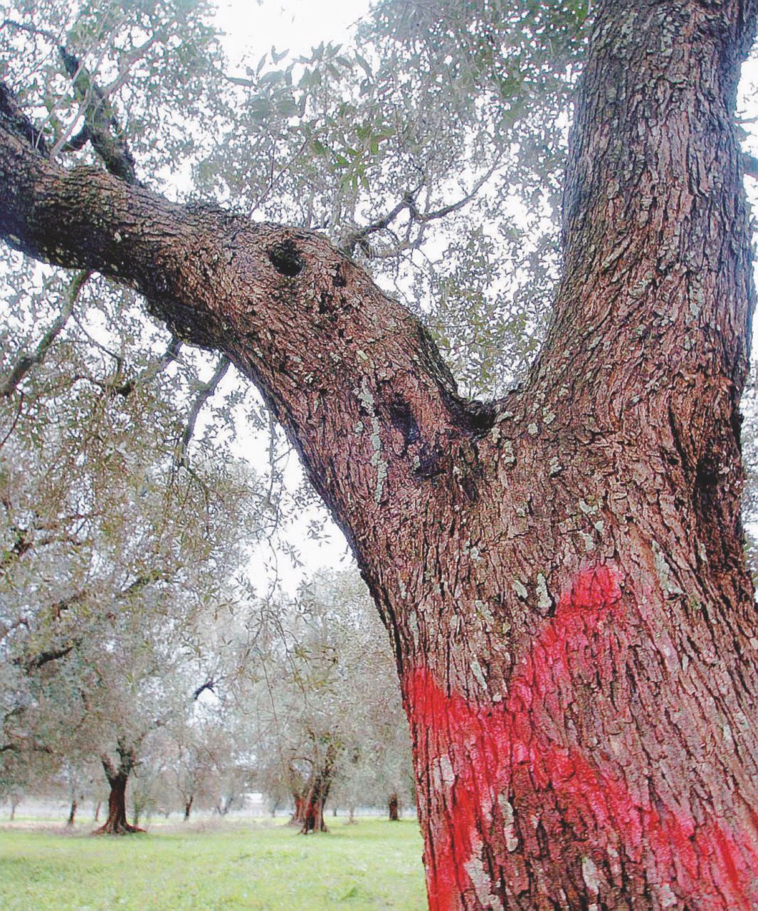 Xylella, Ue contro l’Italia per sole 18 piante malate