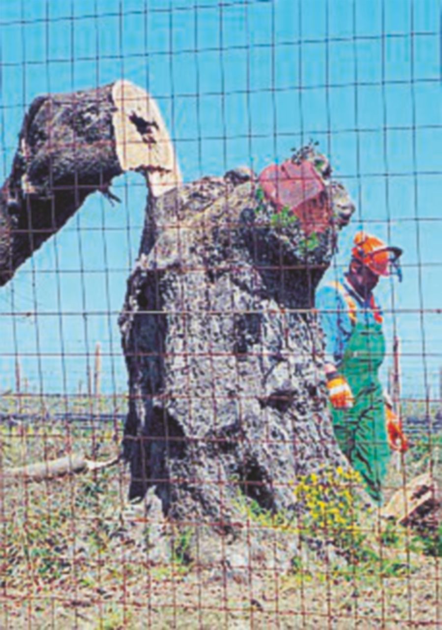 Xylella, l’Europa ordina: “Abbattete gli ulivi di Ostuni”