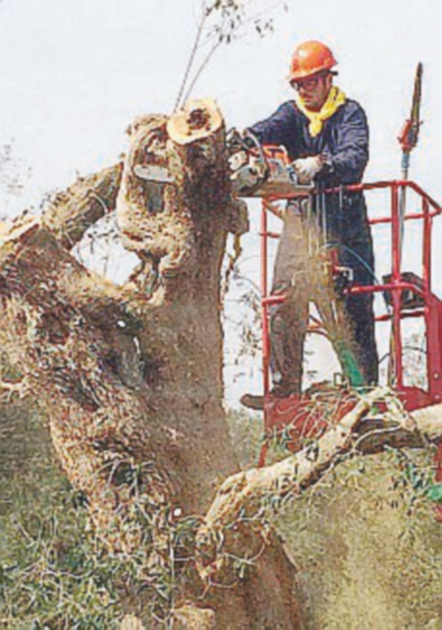 Xylella, la procura indaga sull’ulivo infetto di Ostuni