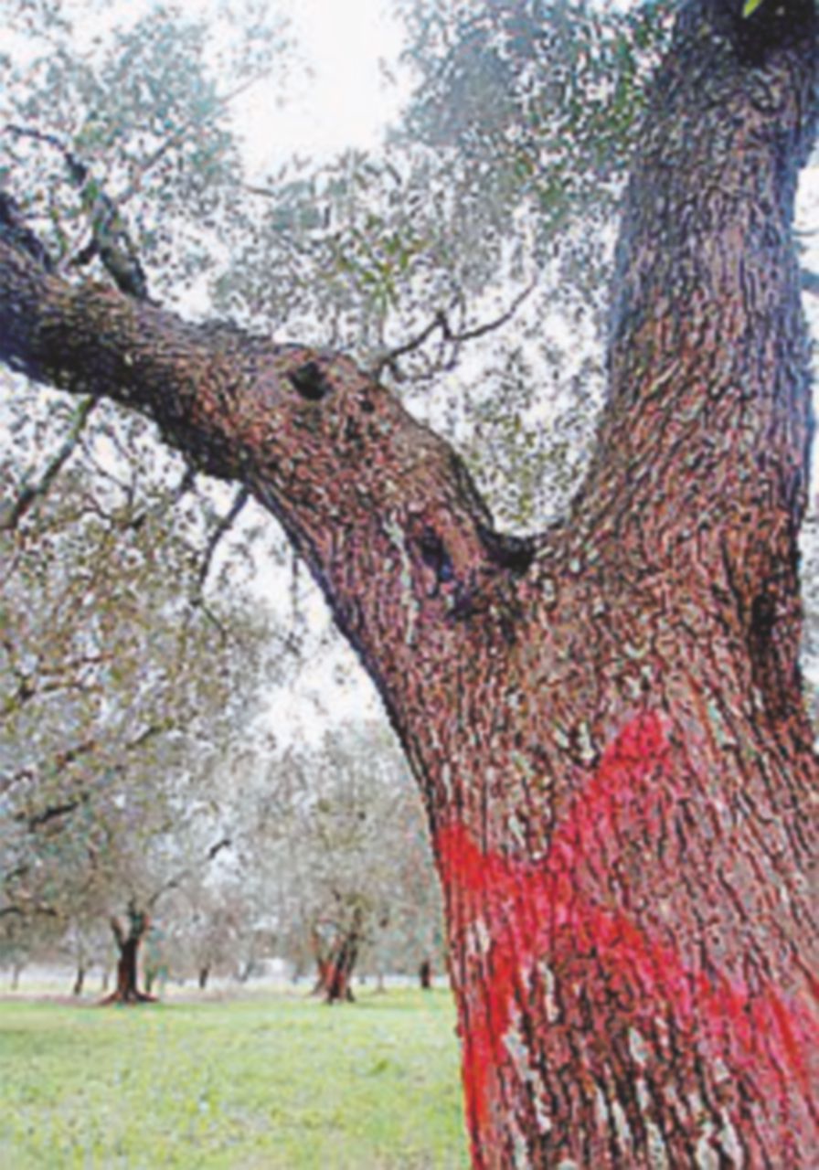 Xylella, nuove risorse dall’Unione europea per gli ulivi malati