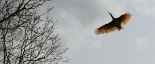 Copertina di Ucciso un altro Ibis eremita da un bracconiere. Gli esperti: “Atto criminale. E’ un esemplare raro”