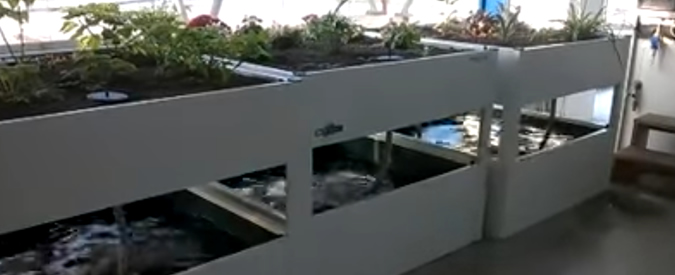 Copertina di Terremoto, ad Ancona la scossa fa ballare l’acqua nelle vasche dei pesci