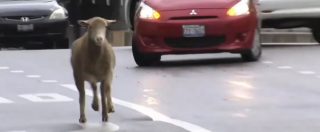 Copertina di L’agnellino scappa dal macello e blocca il traffico di Chicago. Ma la drammatica fuga dura poco