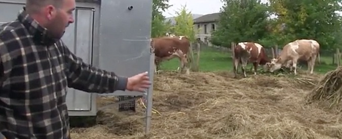 Copertina di Amatrice, gli allevatori: “Le bestie al freddo si ammalano. Arriva la neve, non gli aiuti”