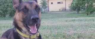 Copertina di Cane muore per overdose a Roma, la padrona: “Ha mangiato eroina al parco di piazza Vittorio. Degrado? Nessuno ci ascolta”