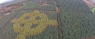 Copertina di Il bosco disegna un’enorme croce celtica, la scoperta durante un volo aereo. Mistero? Non proprio